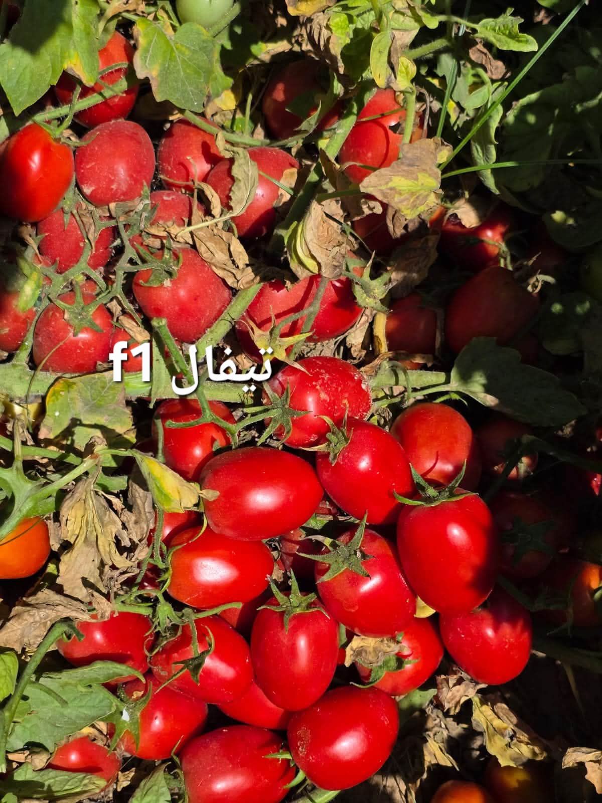 بررسی مقاومت بذر گوجه فرنگی تیفال دانمارکی به نماتد
