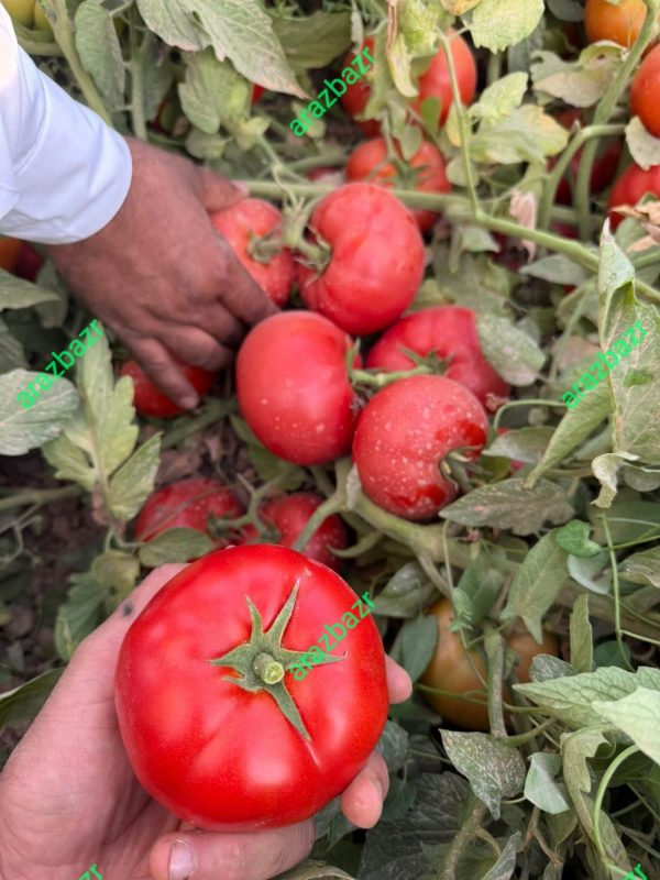 پربارترین بذر گوجه فرنگ