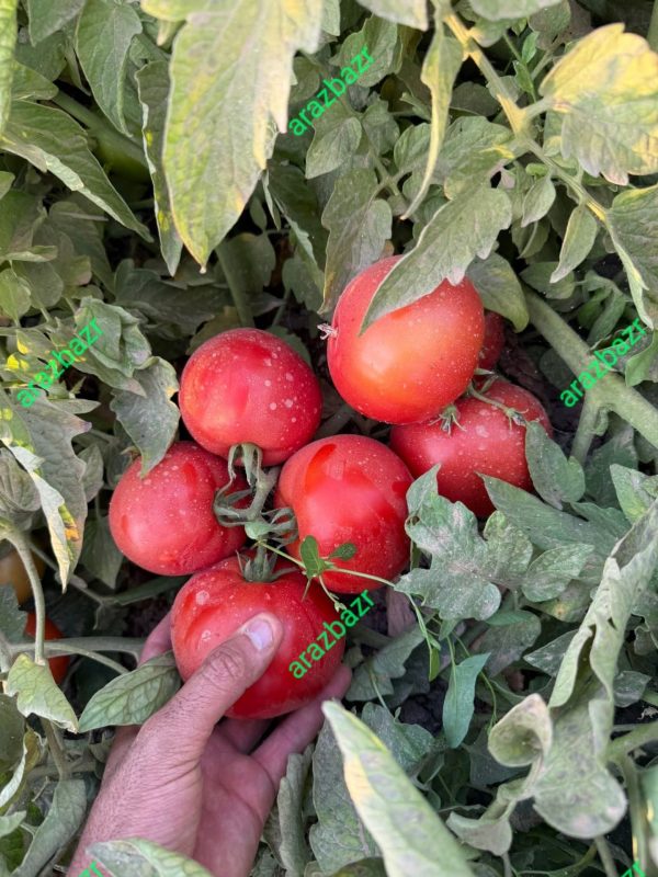 بذر گوجه فرنگی 074