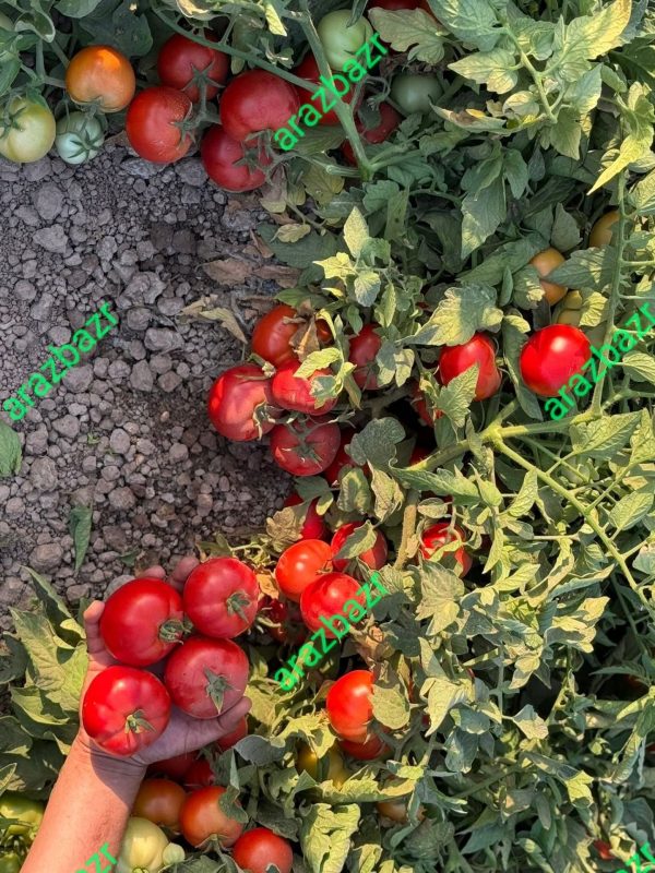 بذر گوجه فرنگی کارنیم