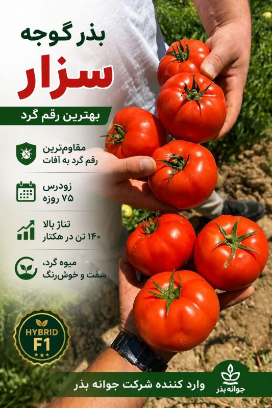 معرفی بذر گوجه سزار