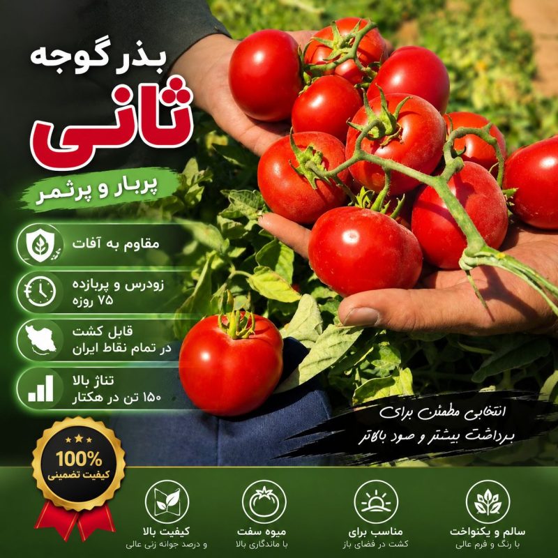 معرفی بذر گوجه فرنگی نپال F1