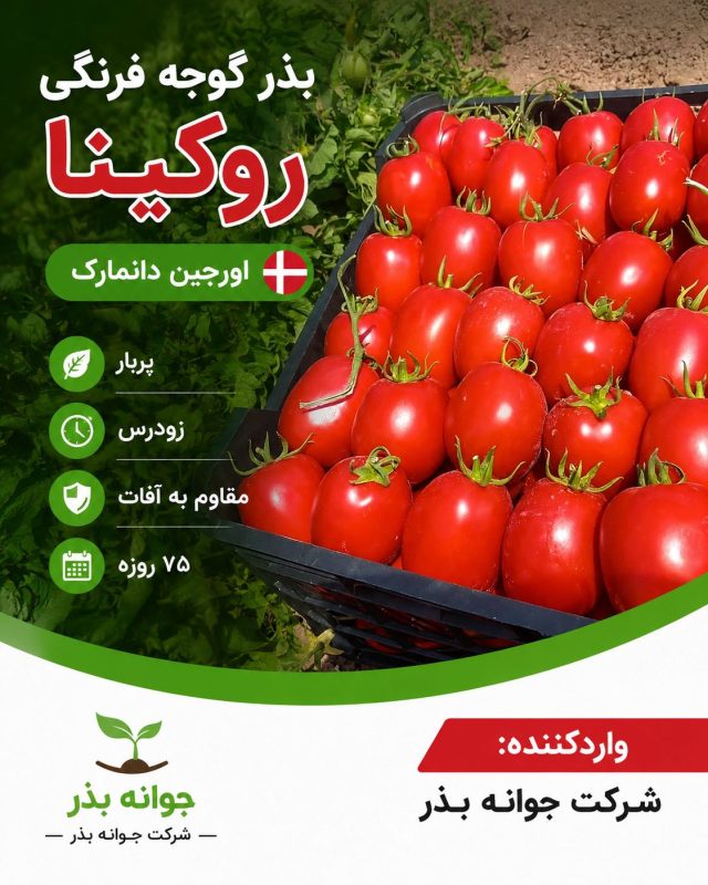 معرفی بذر گوجه فرنگی روکینا