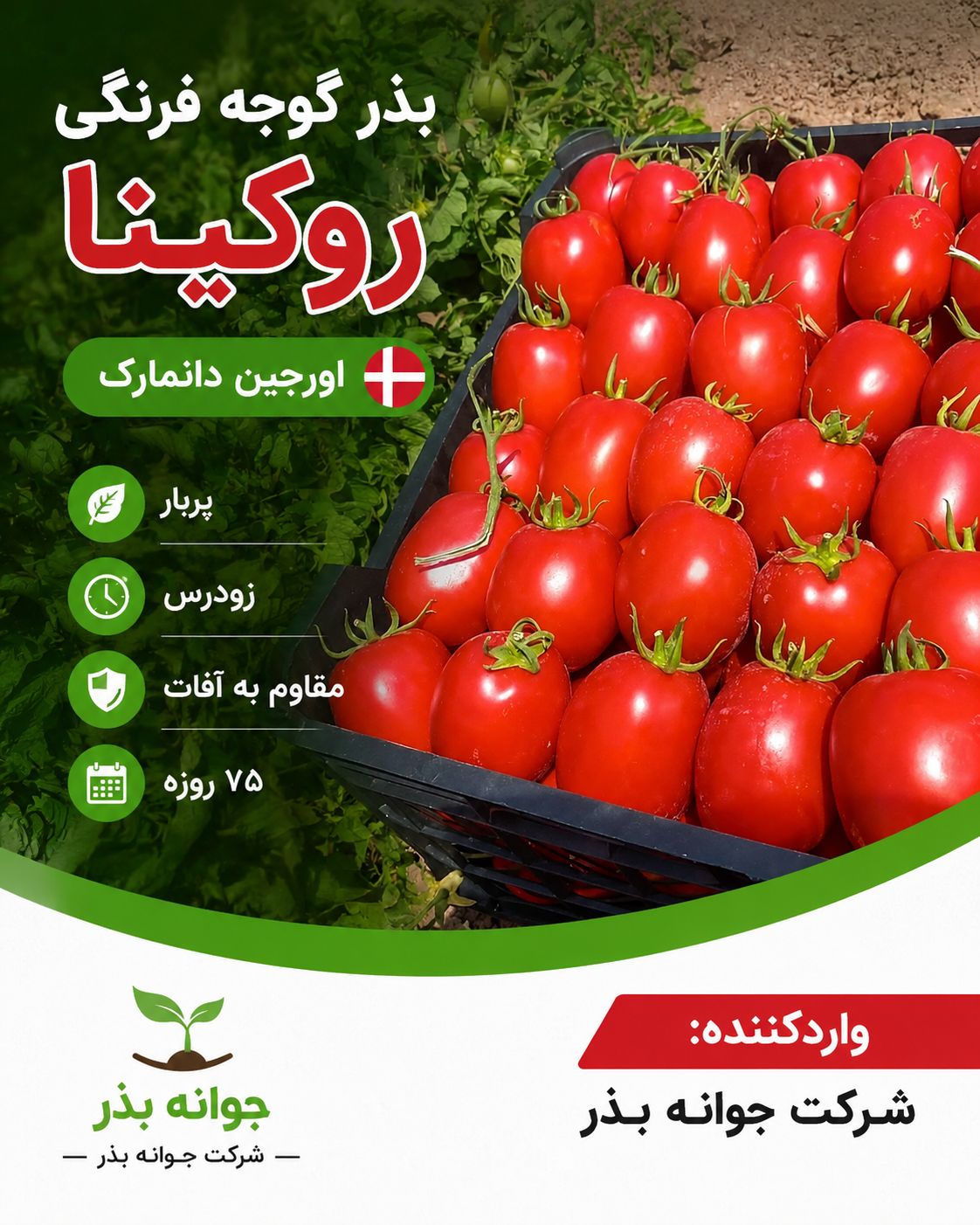 معرفی بذر گوجه فرنگی روکینا