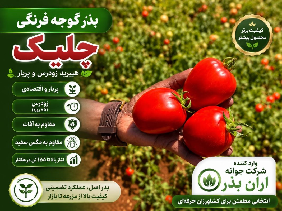 معرفی بذر گوجه فرنگی چلیک