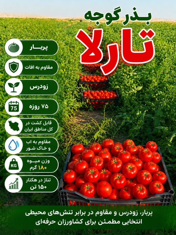 بهترین بذر گوجه مناسب مناطق گرمسیری