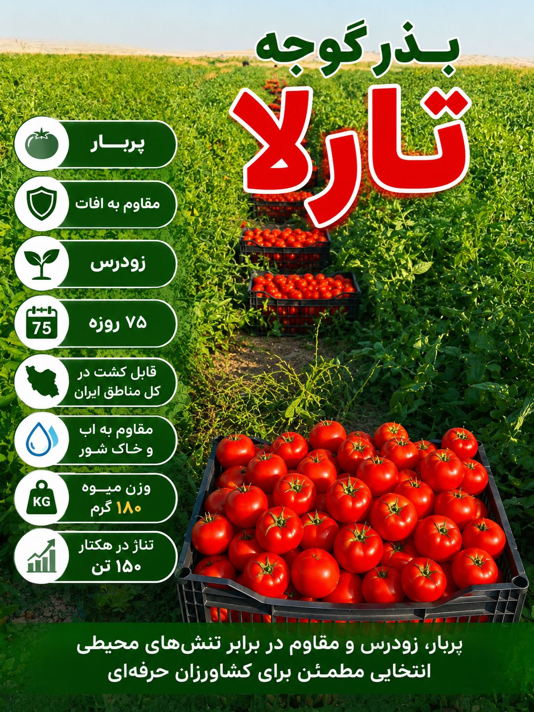 بهترین بذر گوجه مناسب مناطق گرمسیری