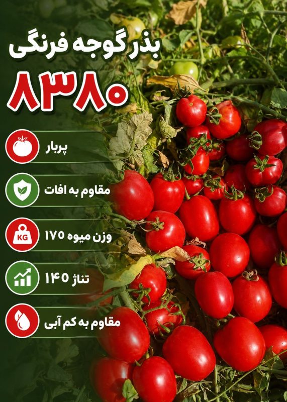 معرفی بذر گوجه فرنگی 8380