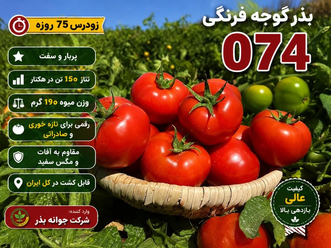 بذر گوجه زودرس گرد رقم ۰۷۴ مقاوم به خاک شور