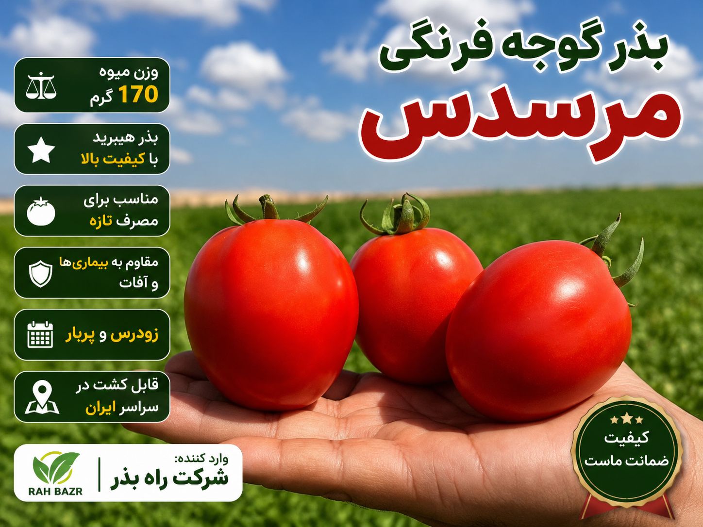 ارقام گوجه تخم‌مرغی پربار شرکت بذر اف یک