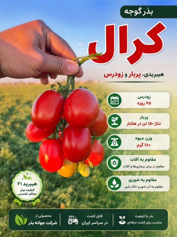 بذر گوجه کشیده زودرس کرال